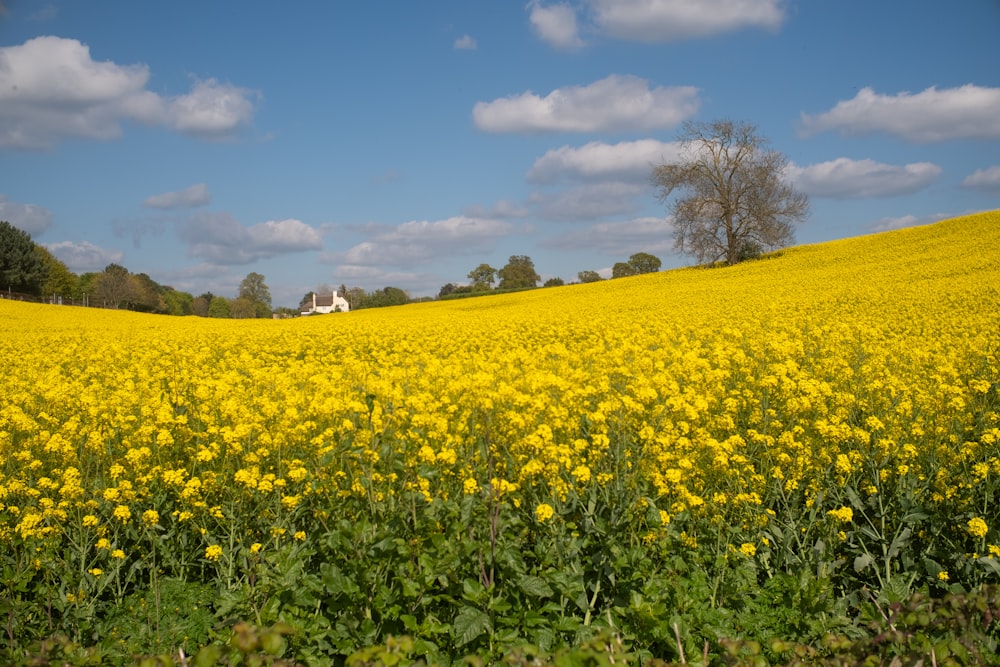 a field full of yellow flowers under a blue sky