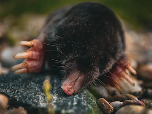 a small animal with long nails on it's head