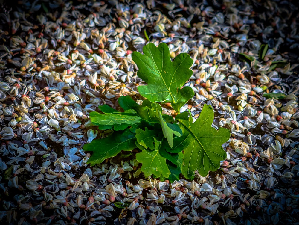 a green plant surrounded by lots of seeds