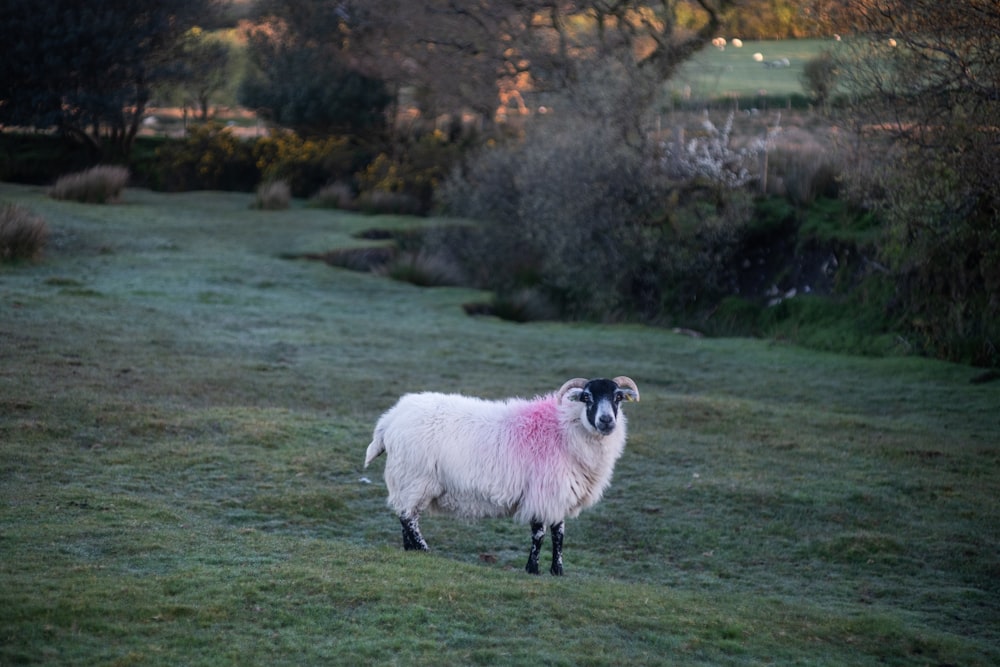 a sheep with a pink spot on its back standing in a field