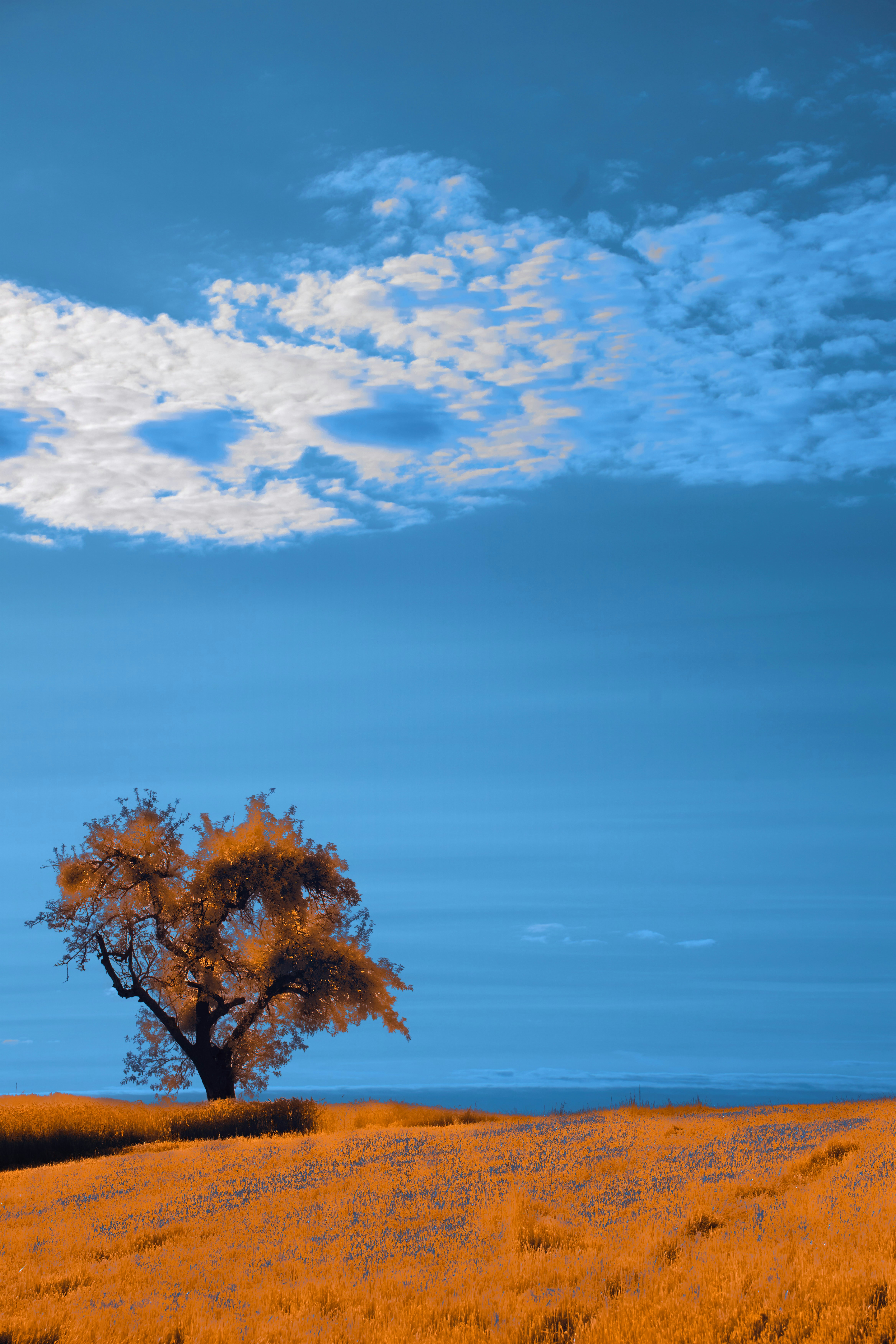 Photo by wolfgang_hasselmann