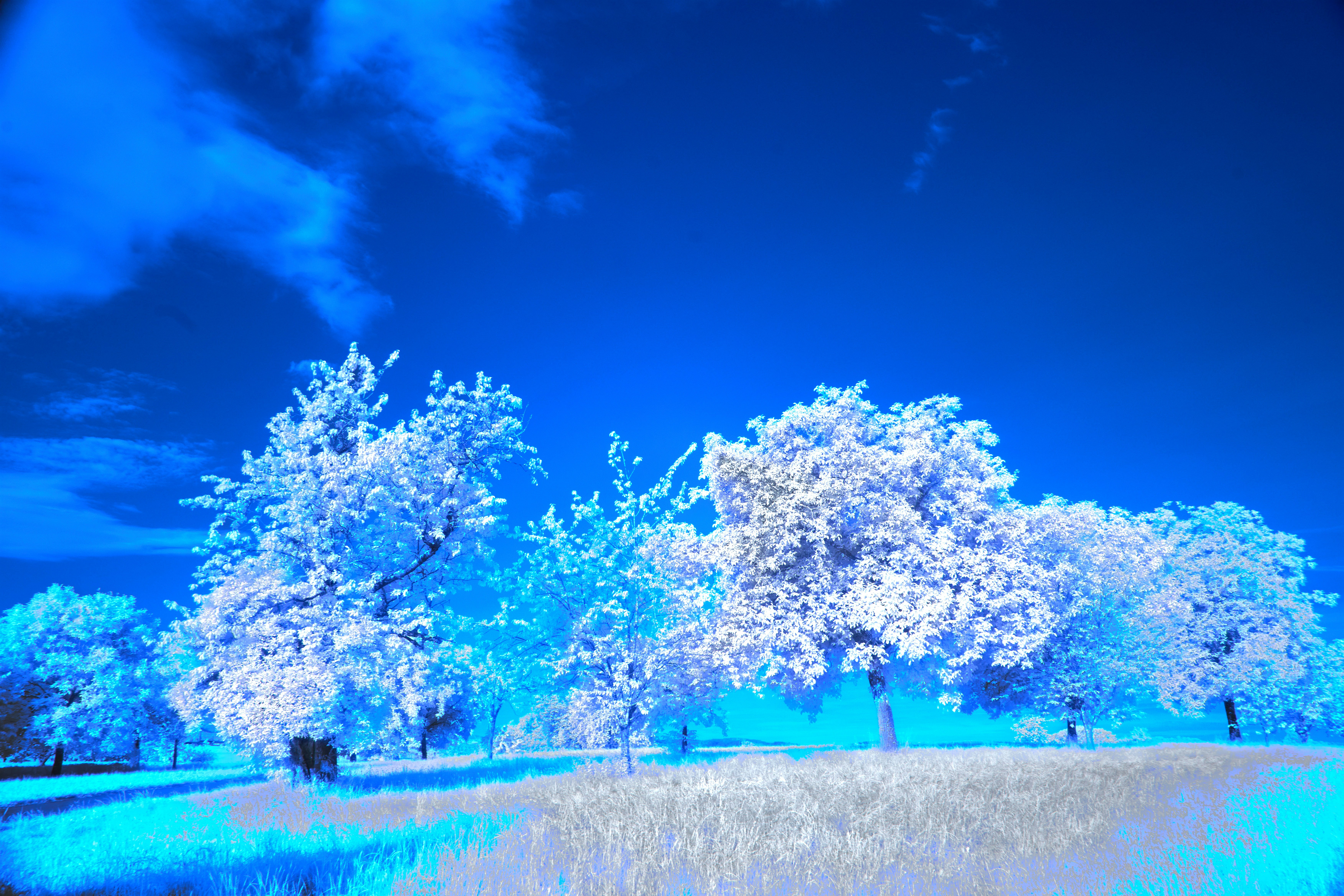 Photo by wolfgang_hasselmann