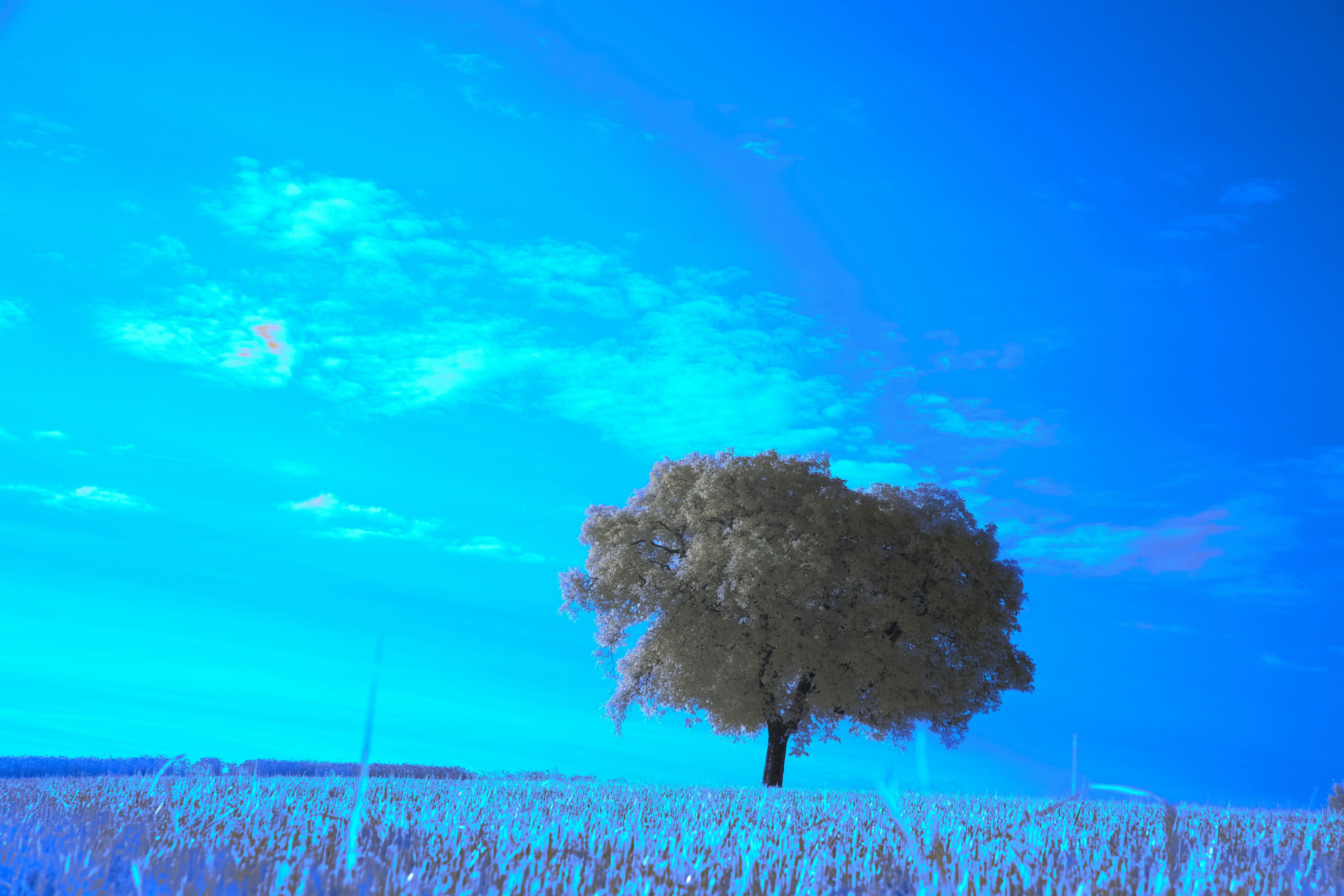 Photo by wolfgang_hasselmann