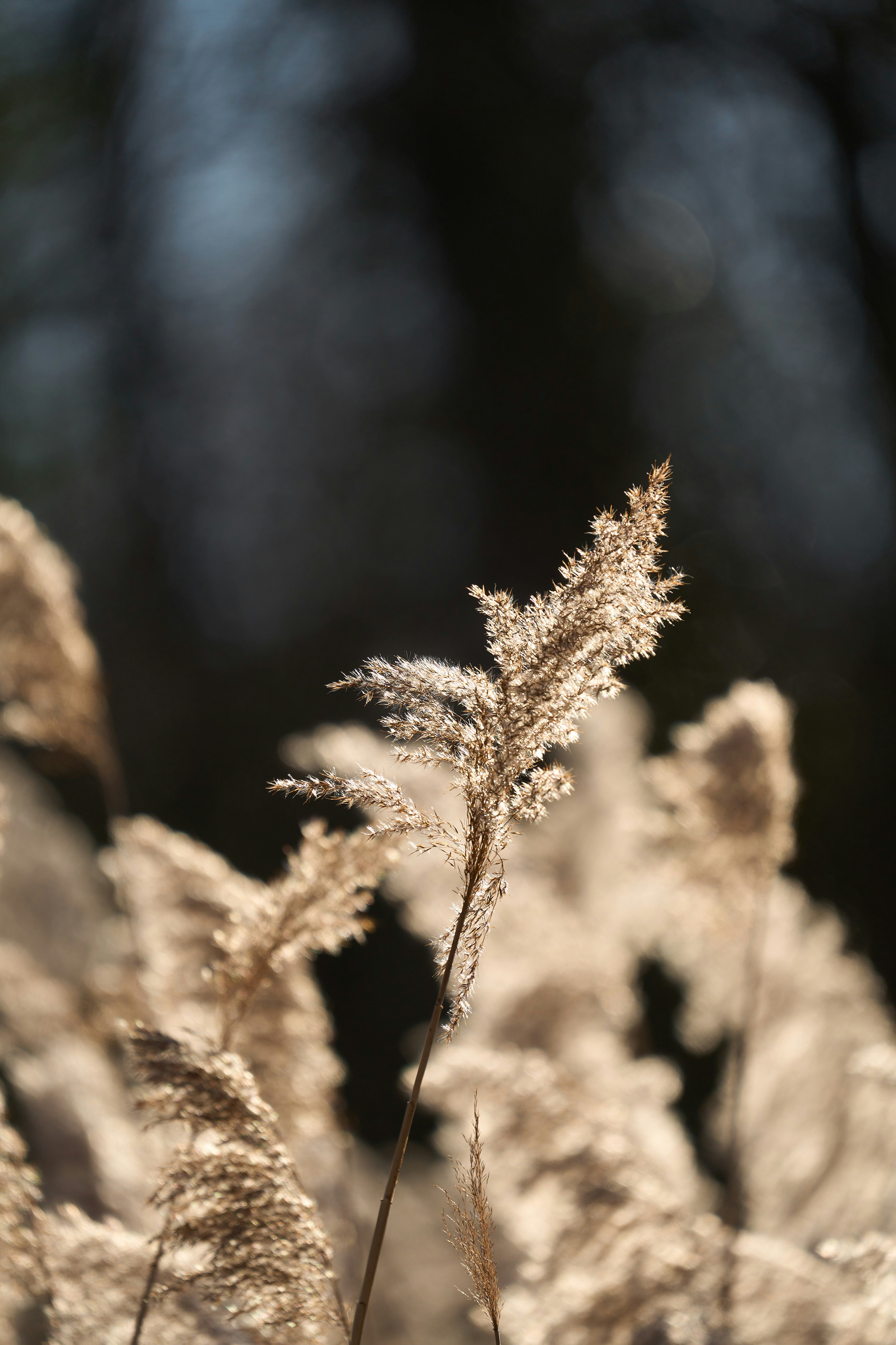 Photo by wolfgang_hasselmann