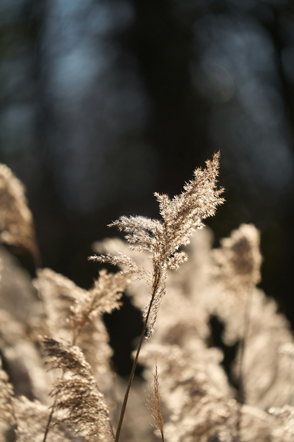 a close up of a plant with a blurry background