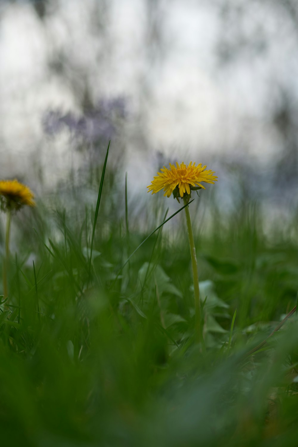 a couple of yellow flowers sitting on top of a lush green field