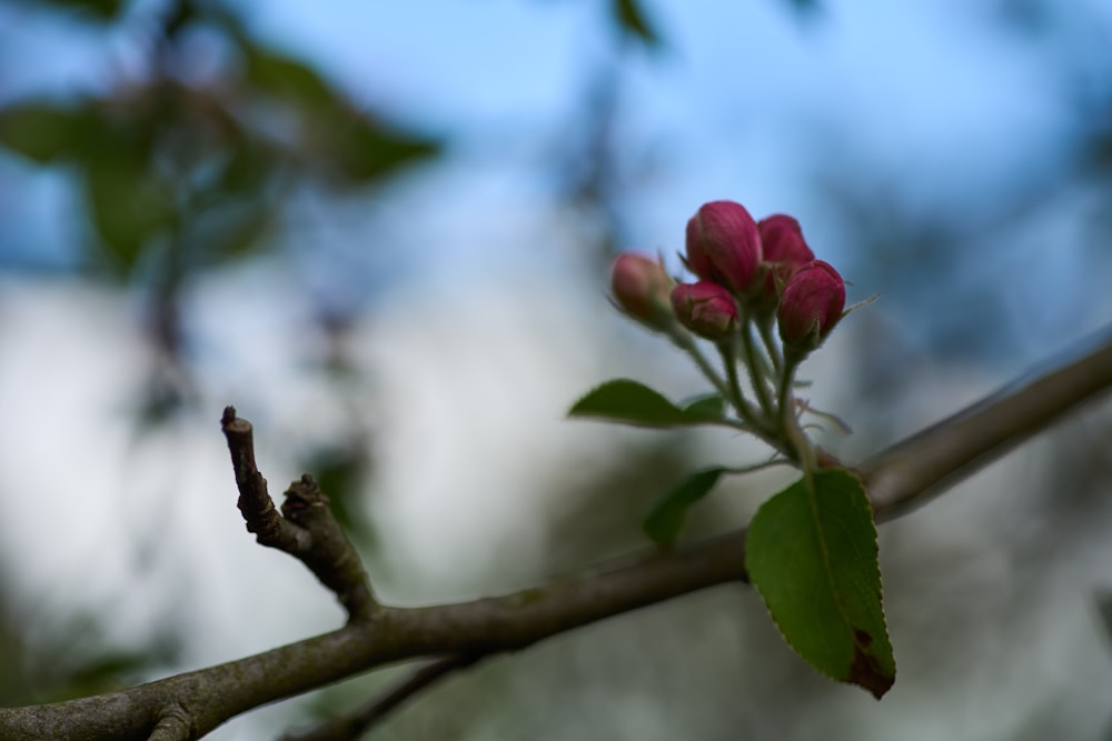 a branch of a tree with a flower on it