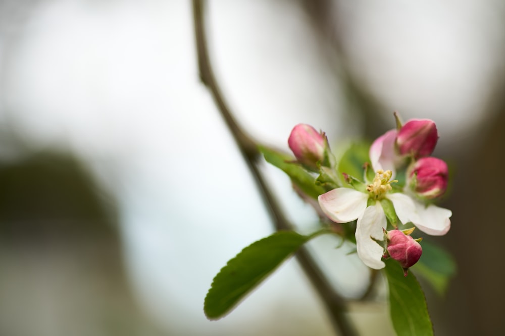 a close up of a flower on a tree branch