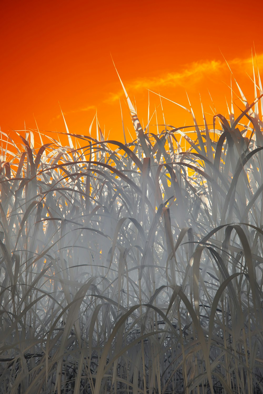 a field of tall grass with a bright orange sky in the background