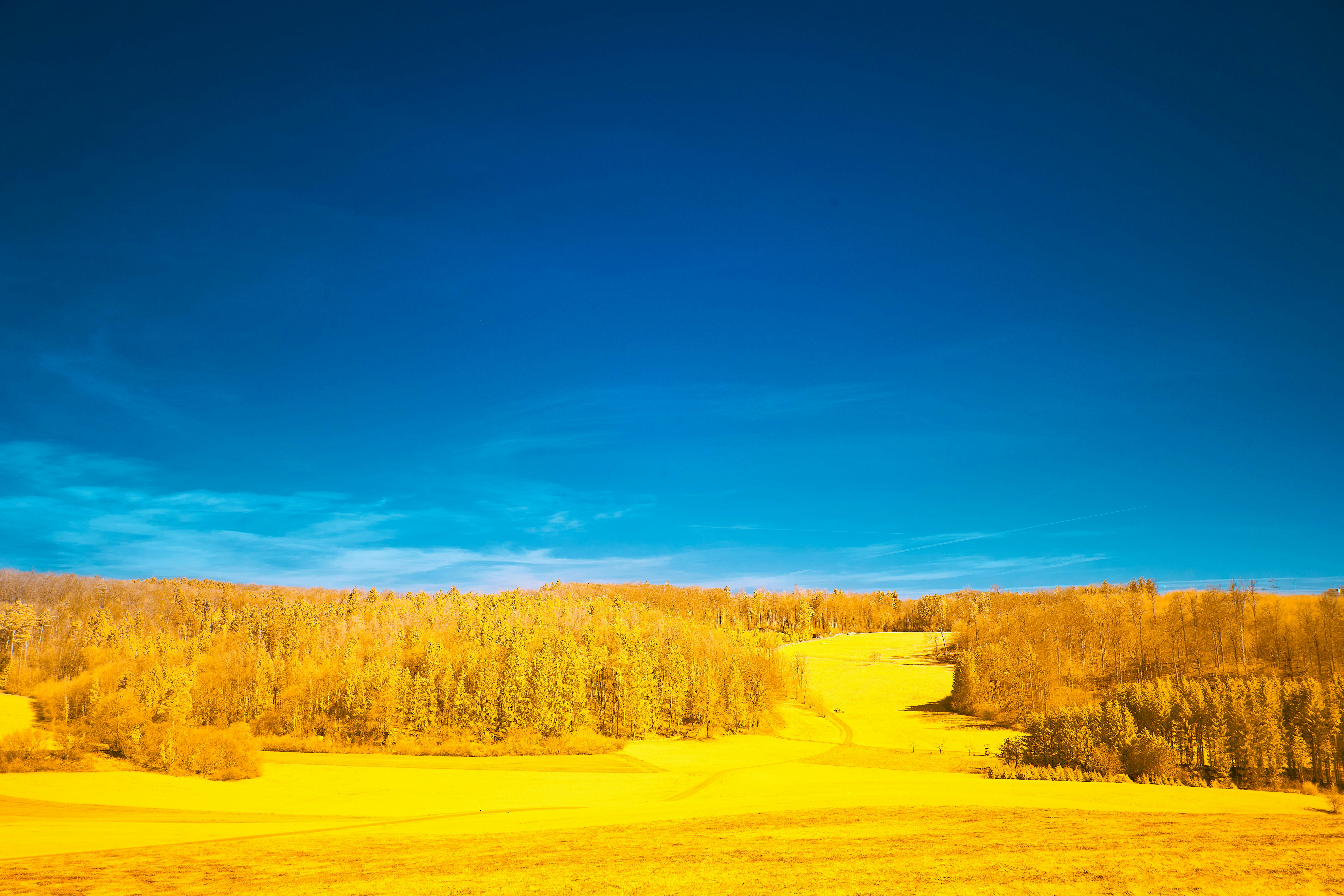 Photo by wolfgang_hasselmann