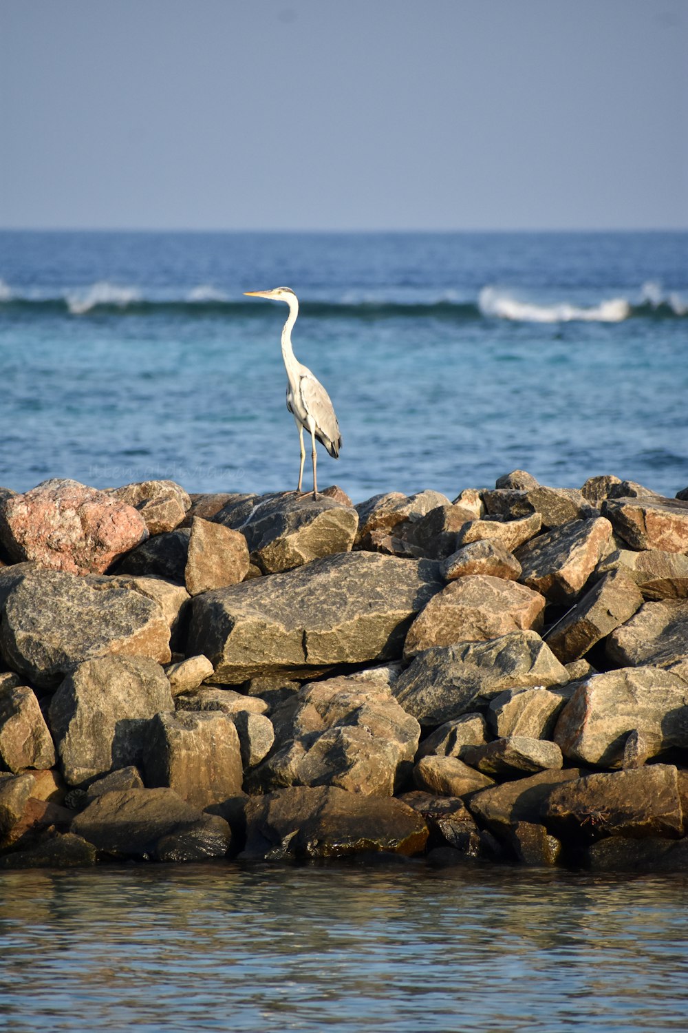 a white bird standing on a pile of rocks near the ocean