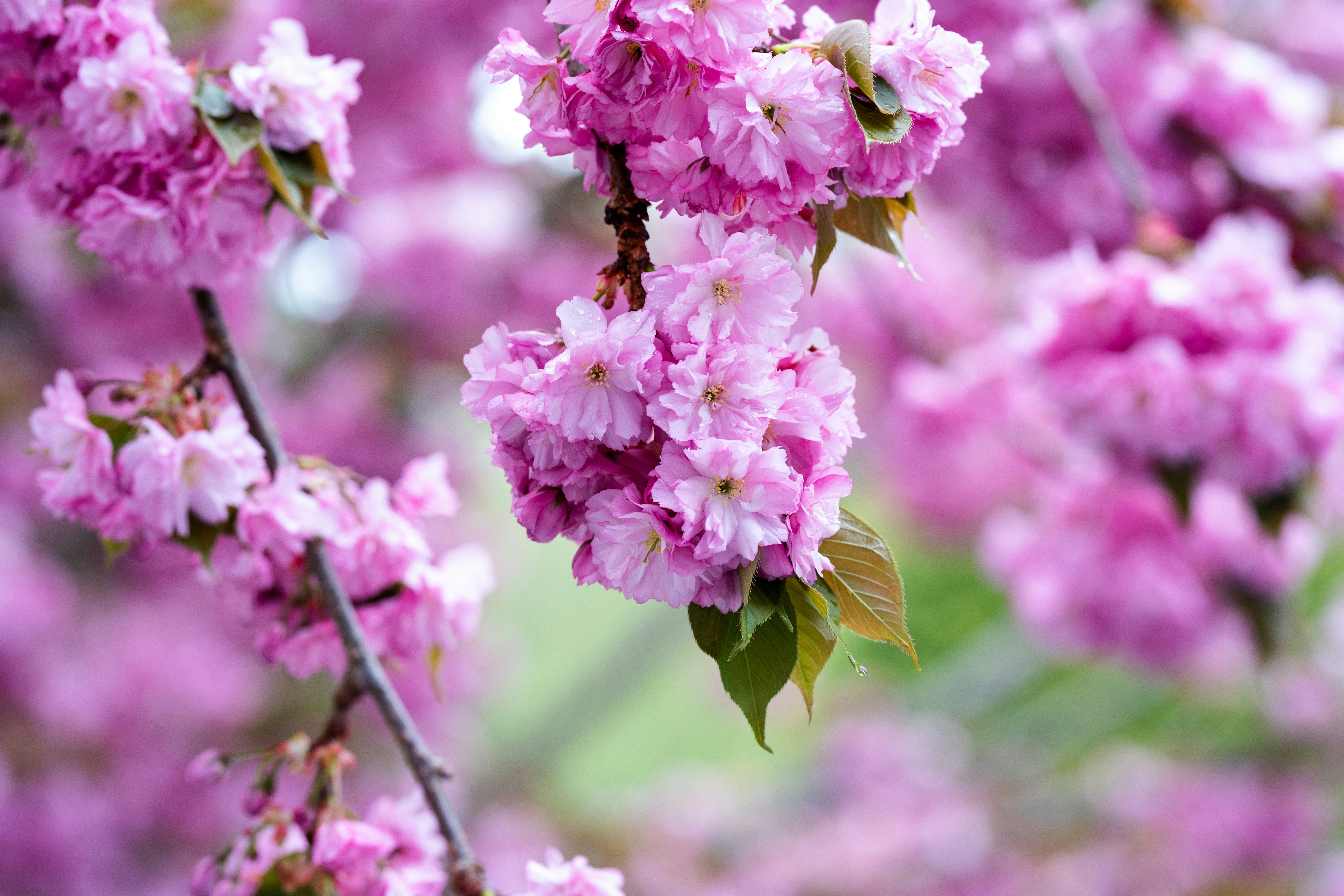 a close up of pink flowers on a tree