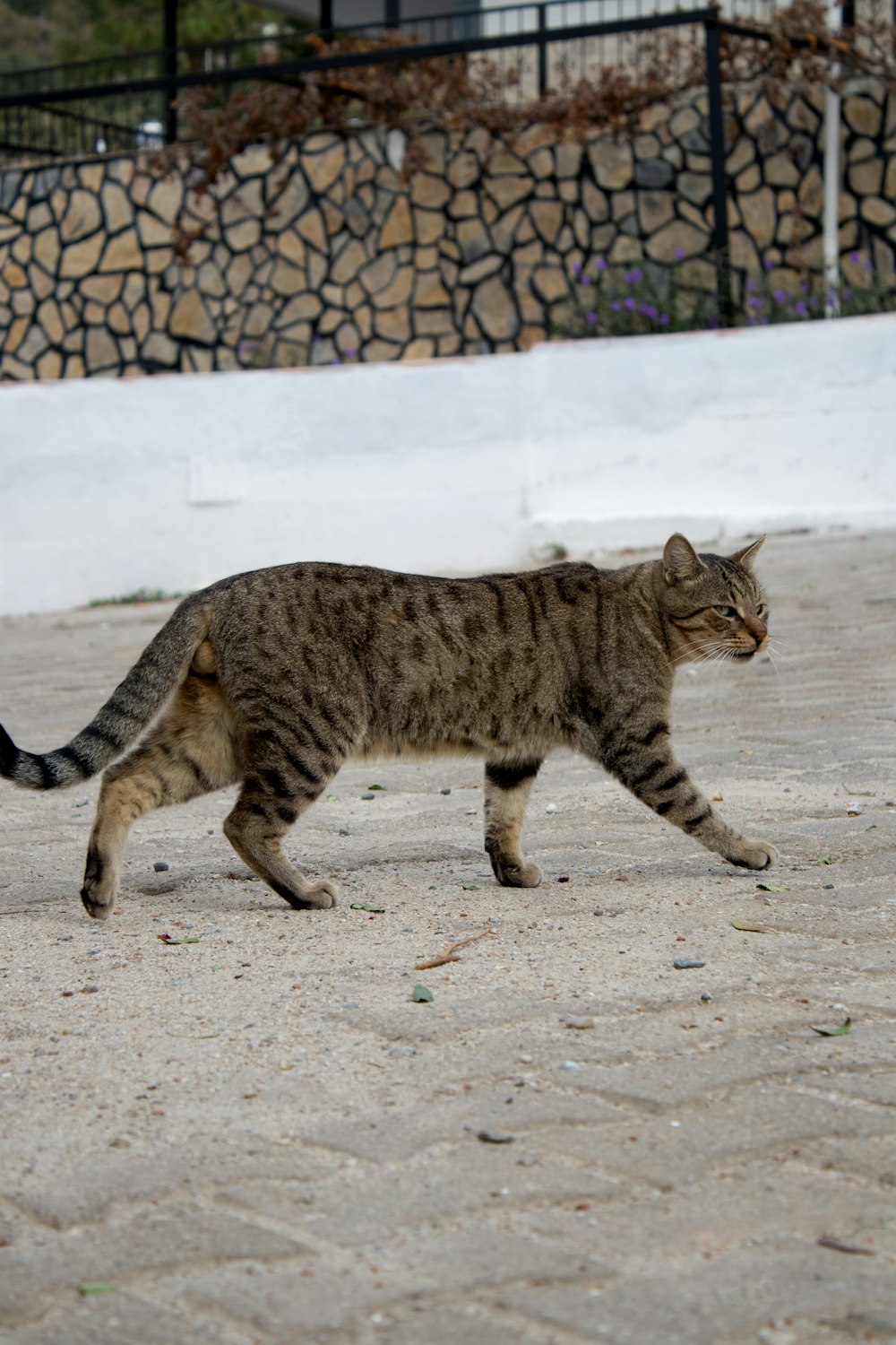 a cat walking across a cement road next to a fence