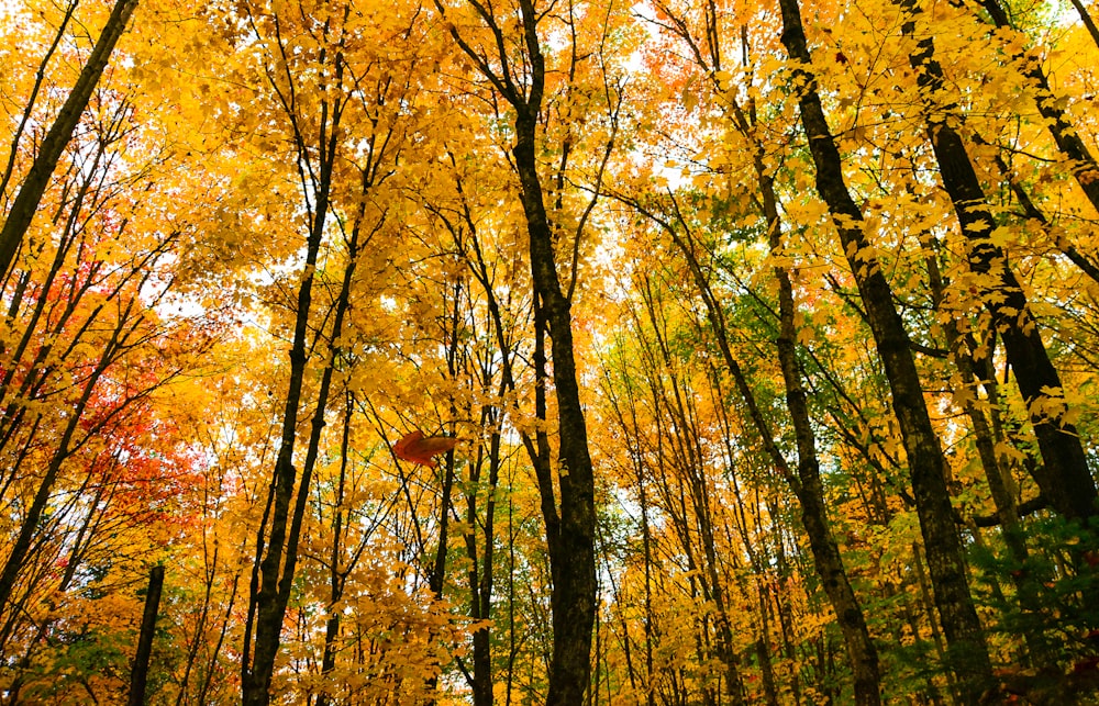 a forest filled with lots of trees covered in yellow leaves