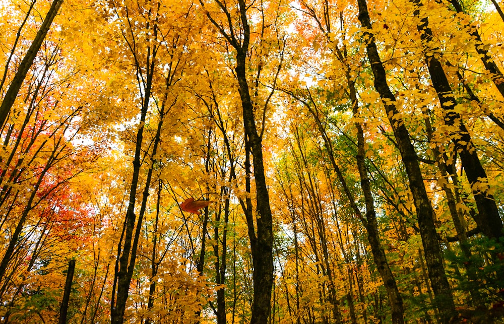 une forêt remplie de nombreux arbres couverts de feuilles jaunes