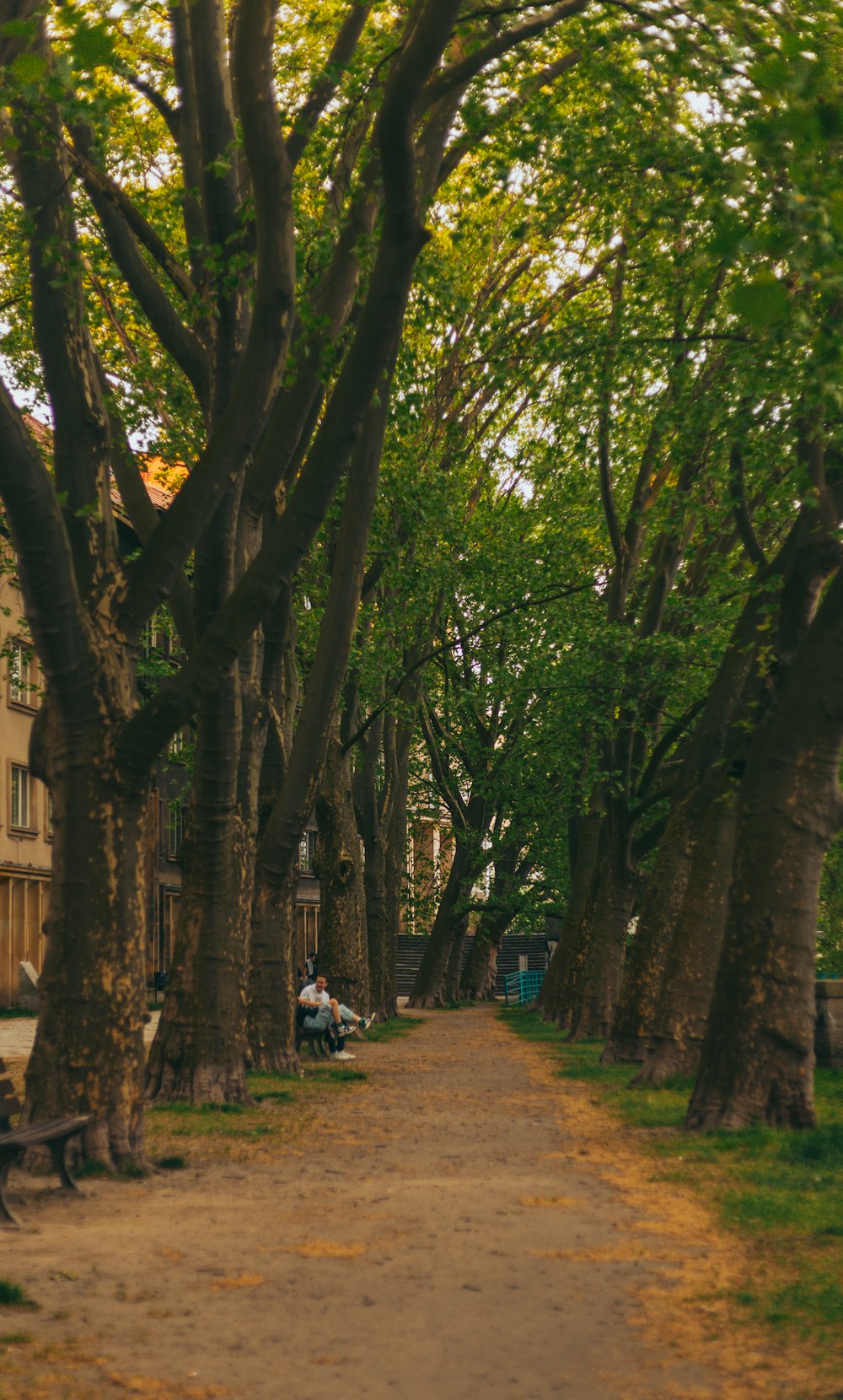 a tree lined street with people sitting on benches
