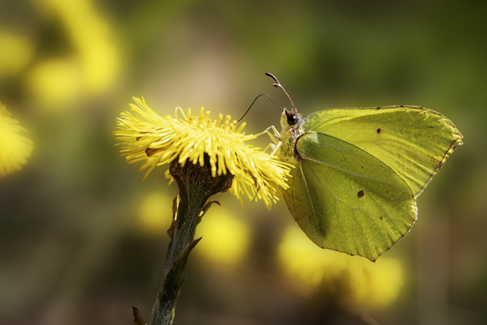 a yellow butterfly sitting on a yellow flower