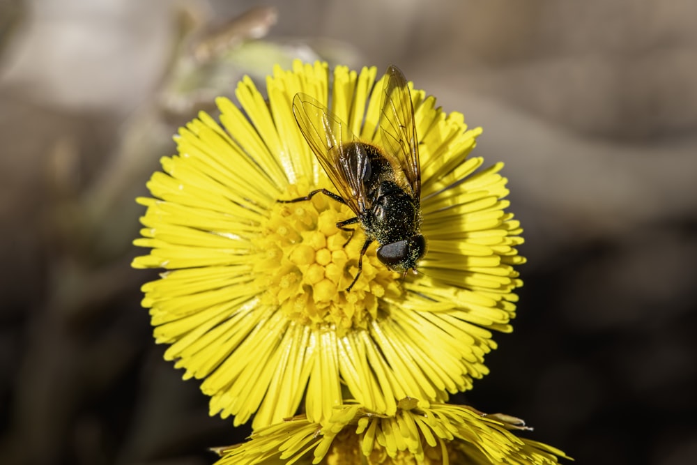 a bee is sitting on a yellow flower