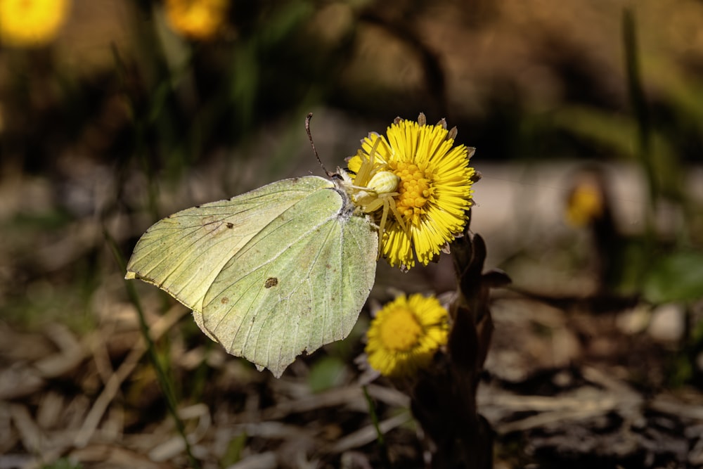 a yellow butterfly sitting on top of a yellow flower