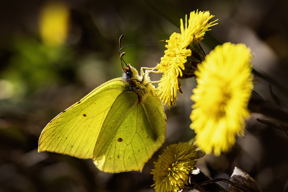 a yellow butterfly sitting on a yellow flower