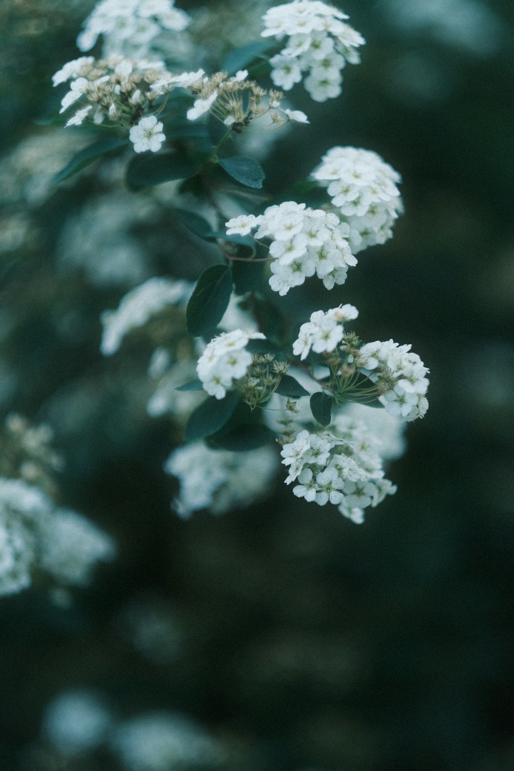 a close up of a white flower on a tree