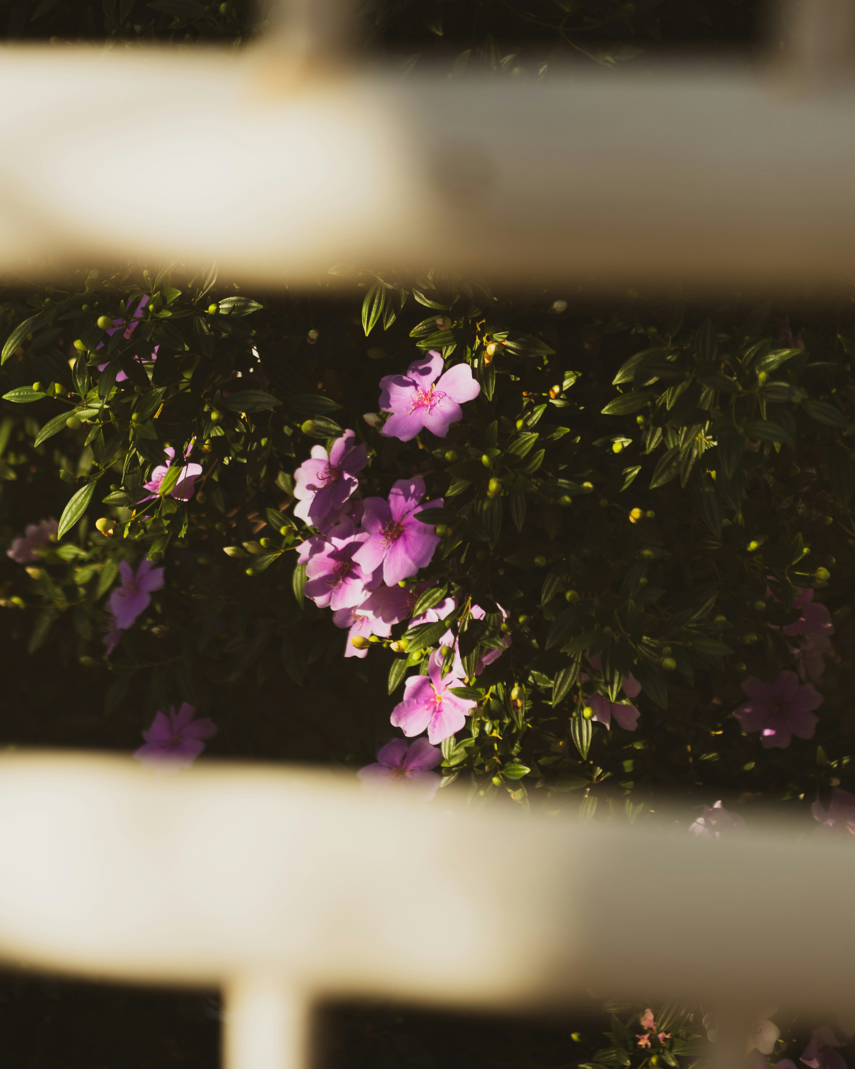 Photo by lucasdalamartaphoto