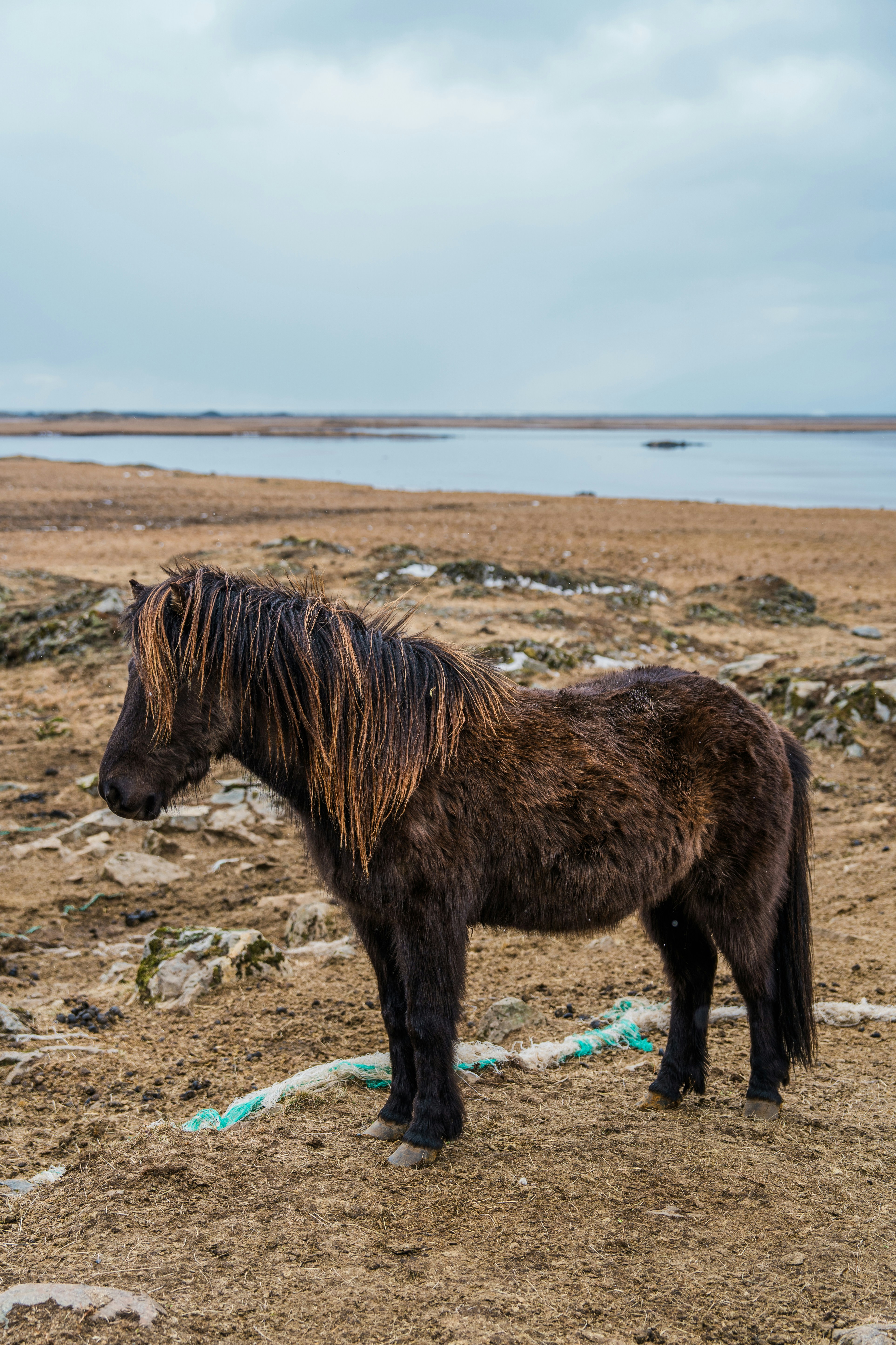 a brown horse standing on top of a sandy beach