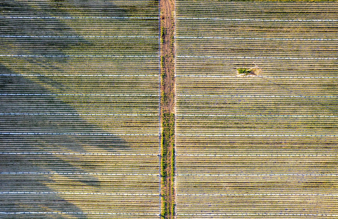 This aerial photograph displays a neatly arranged agricultural landscape where rows of crops are covered with protective white textiles, creating a striking pattern of green and white lines across the farmland. These covers are used to enhance growth by protecting plants from harsh weather and pests. The image highlights the blend of traditional farming and modern agricultural practices, emphasizing precision and sustainability in crop cultivation.