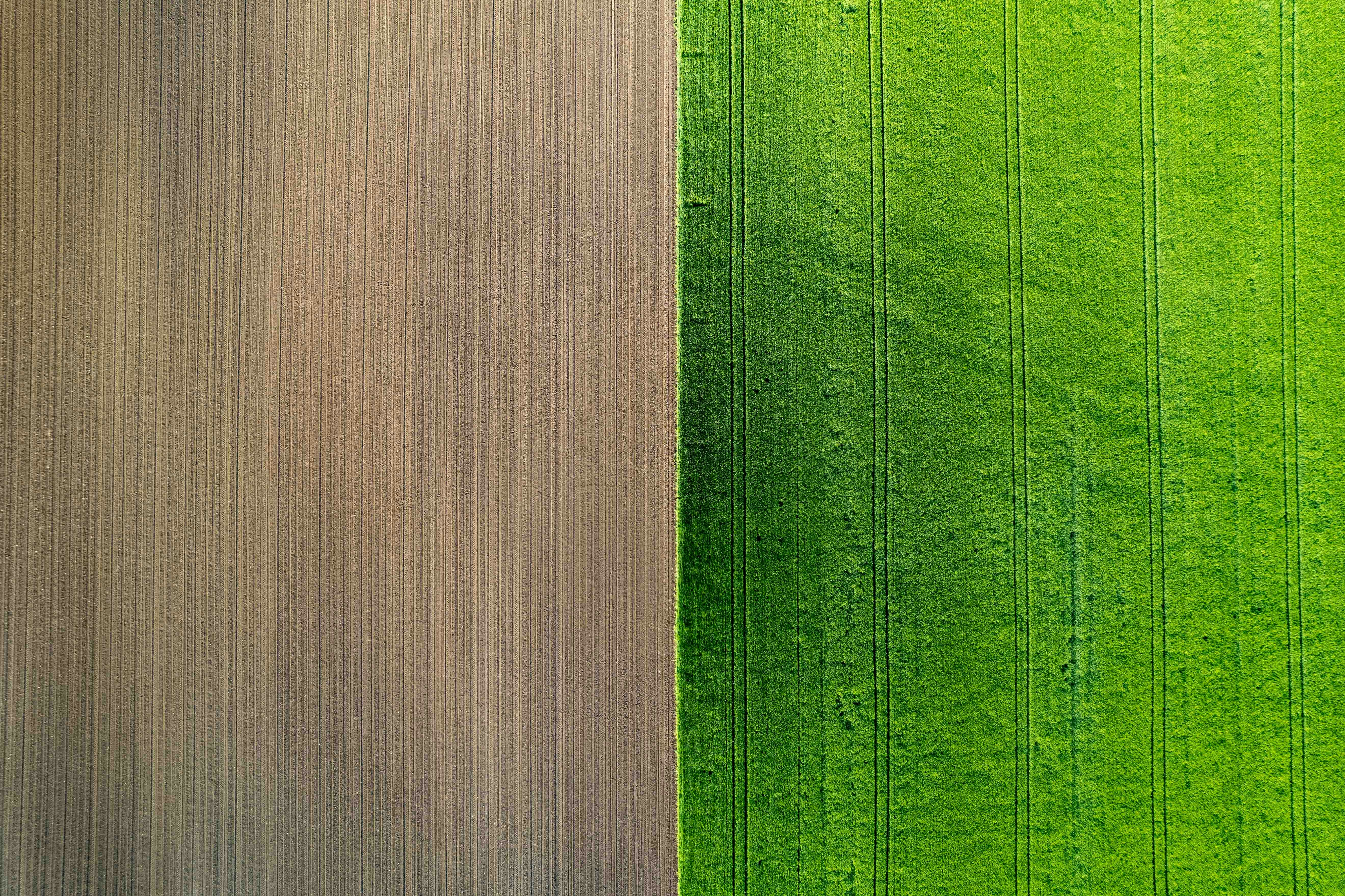 Precision agricultural field with contrasting soil and crop sections