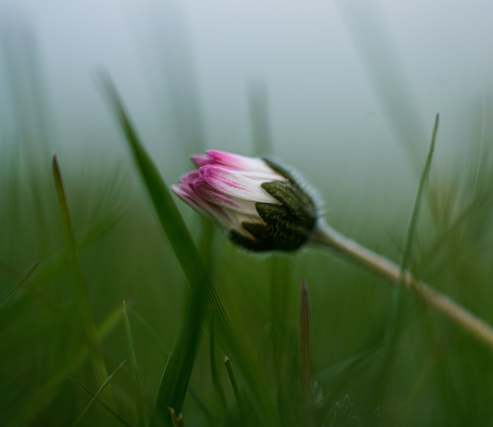 a pink and white flower sitting on top of a lush green field