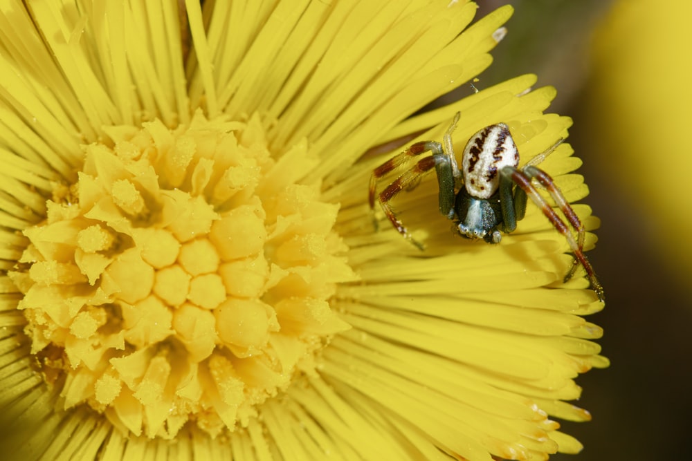 a spider sitting on top of a yellow flower