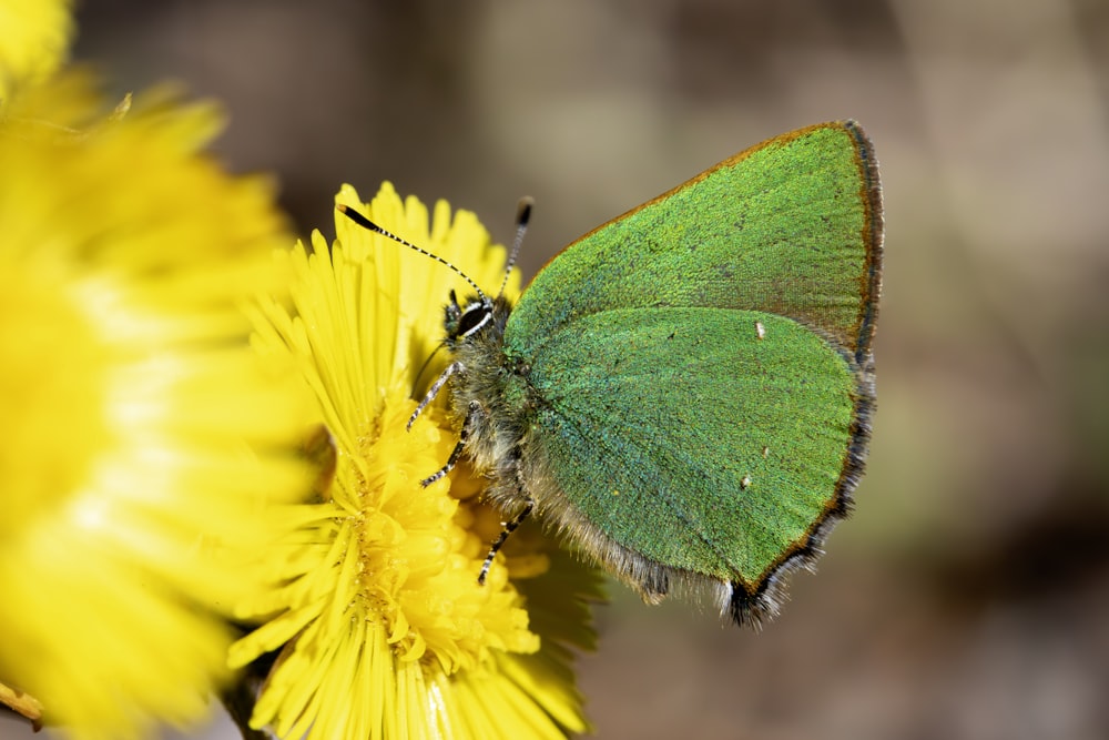 a green butterfly sitting on a yellow flower