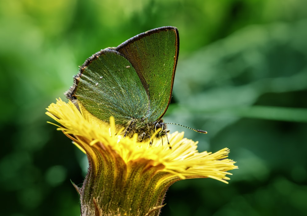 a green butterfly sitting on top of a yellow flower