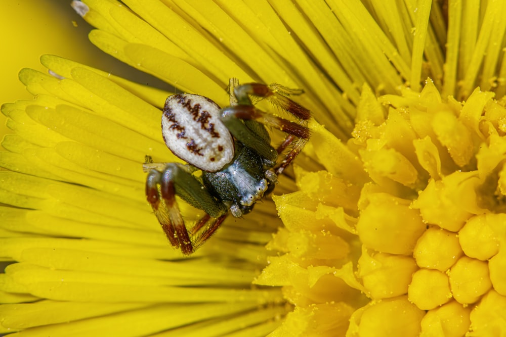 a close up of a spider on a flower