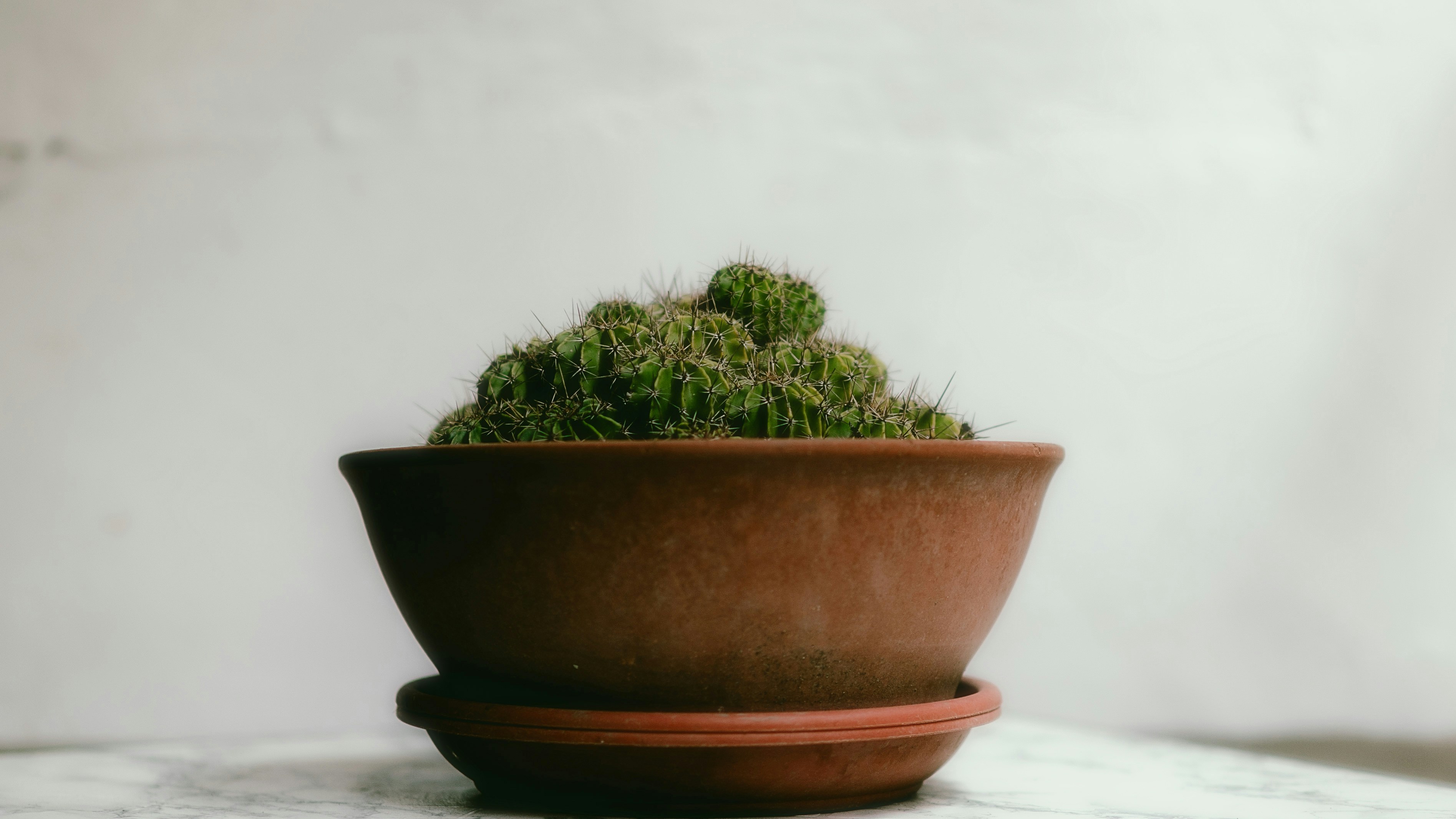 Photo by alingavriliuc