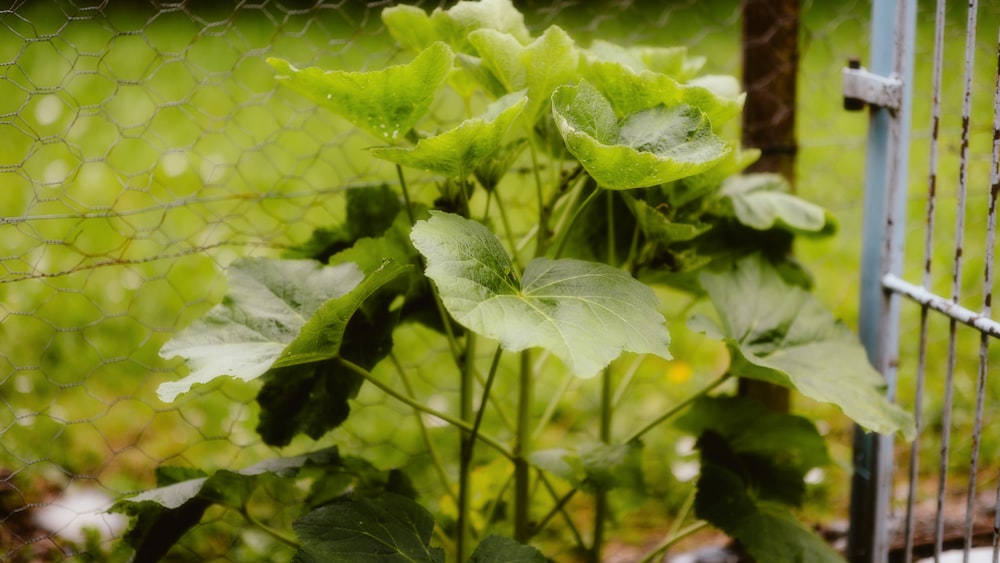 a close up of a plant behind a fence