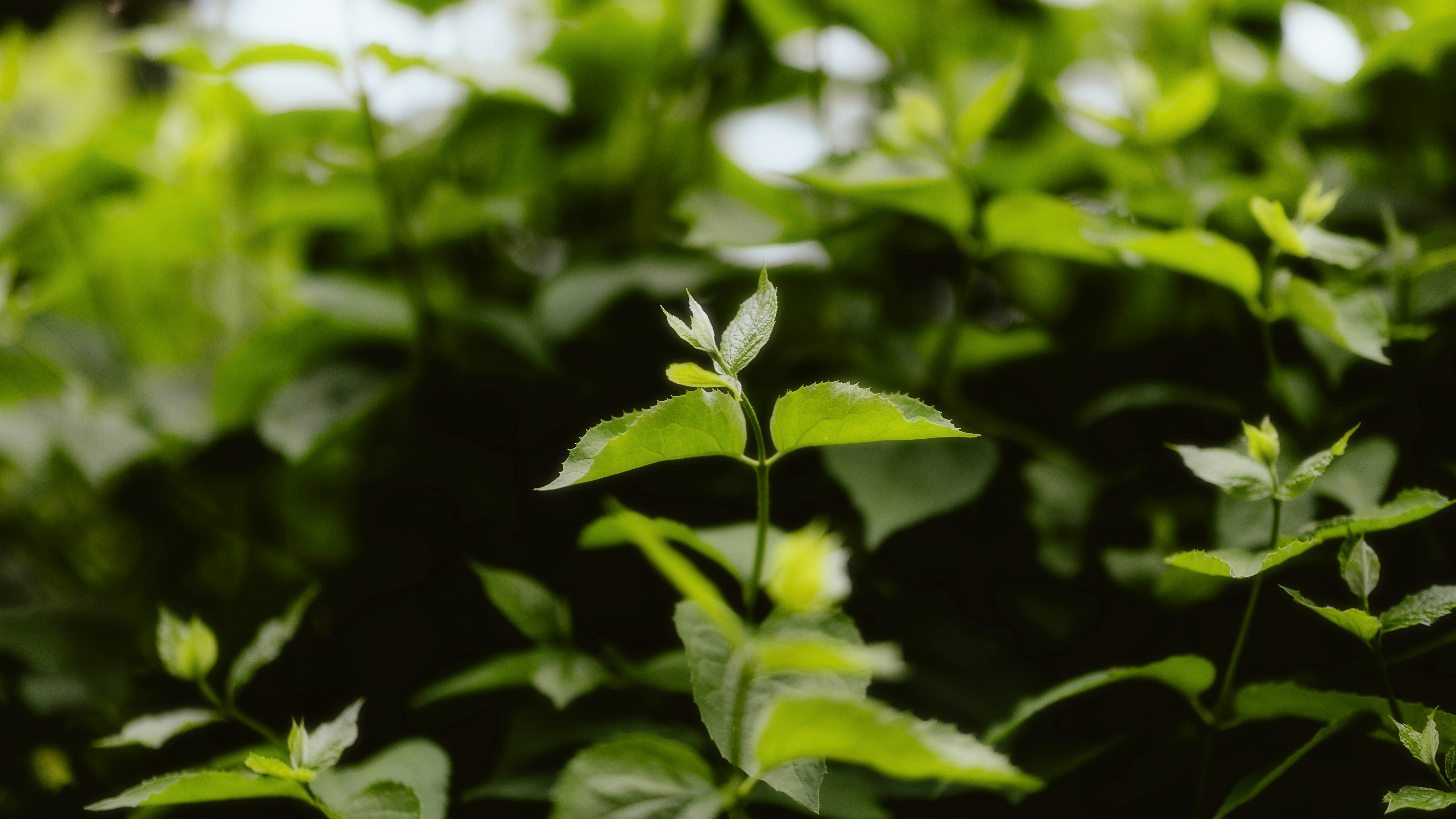 Photo by alingavriliuc