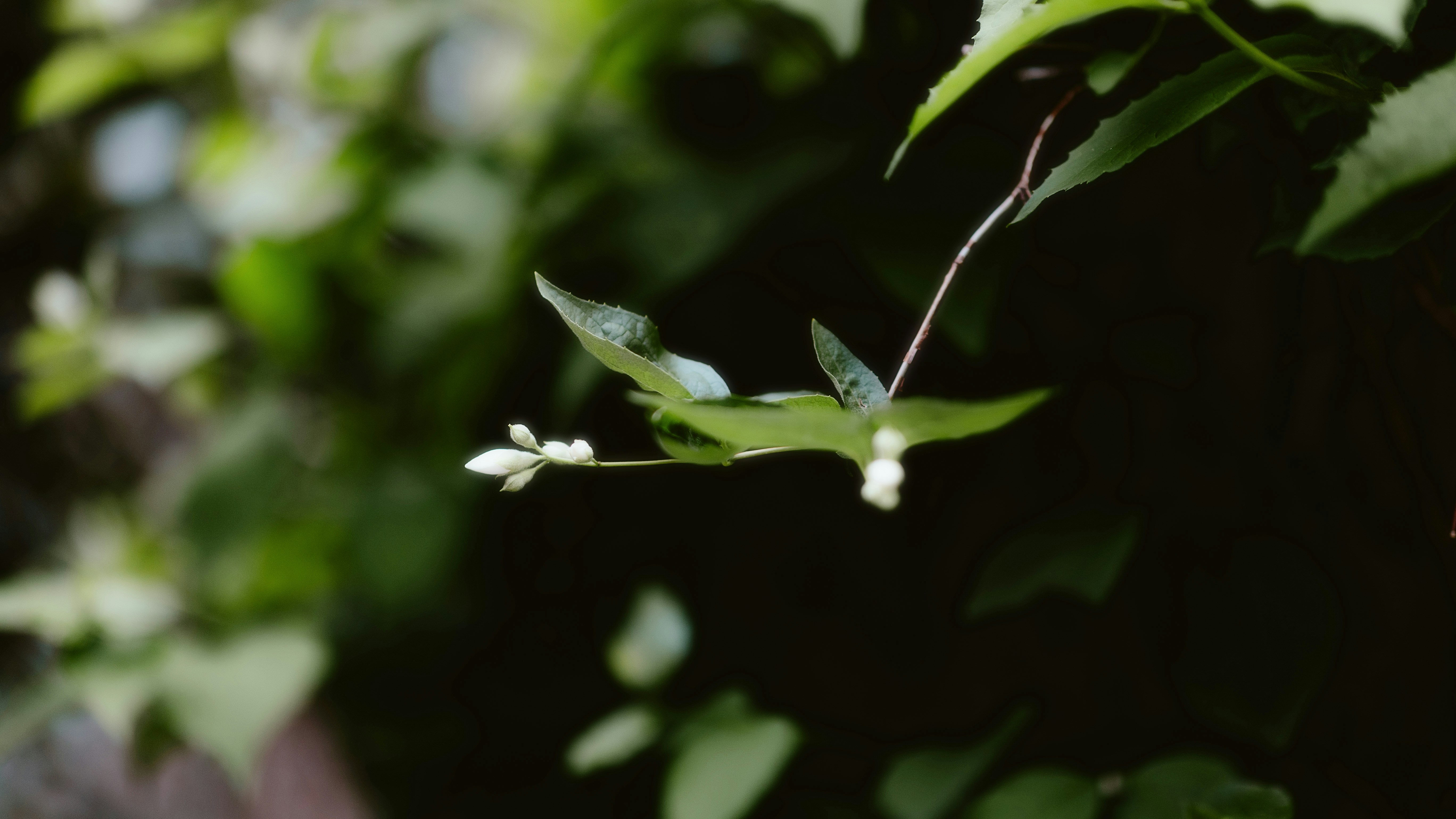 Photo by alingavriliuc