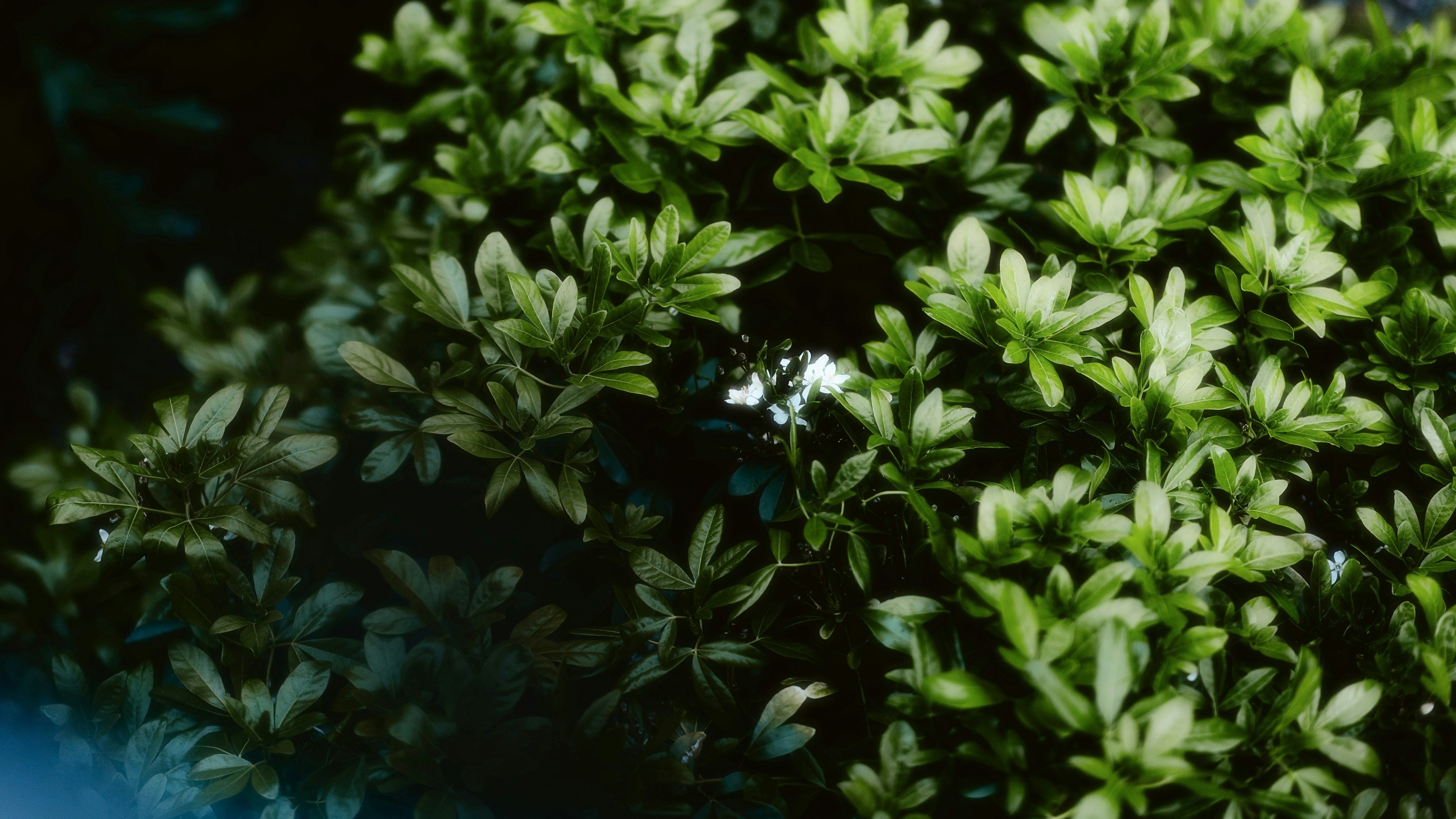 Photo by alingavriliuc