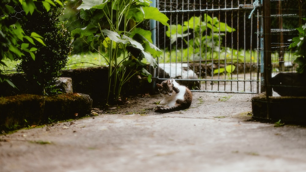 a cat sitting on the ground in front of a gate