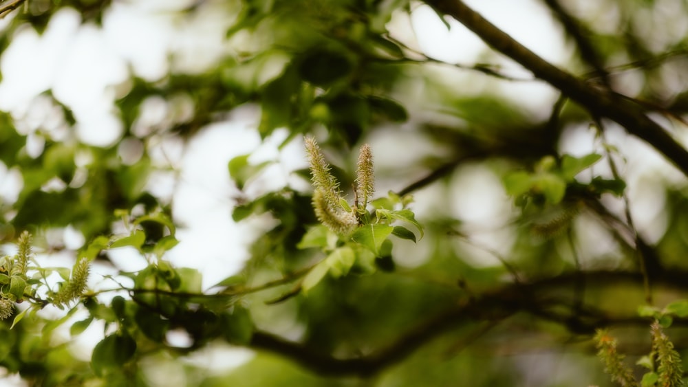 a close up of a tree branch with leaves