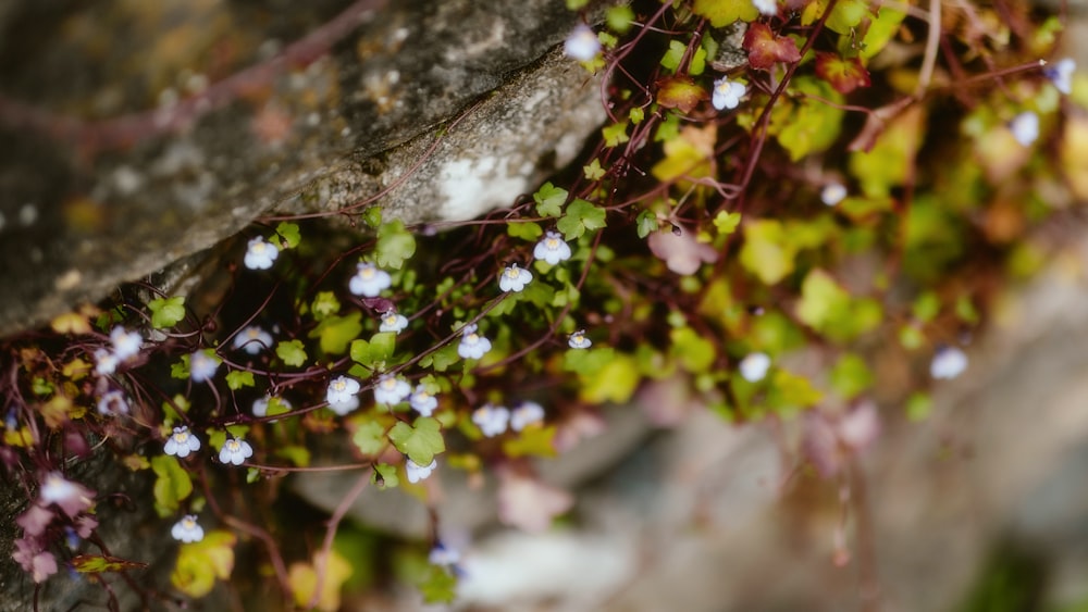 a close up of a plant growing on a rock