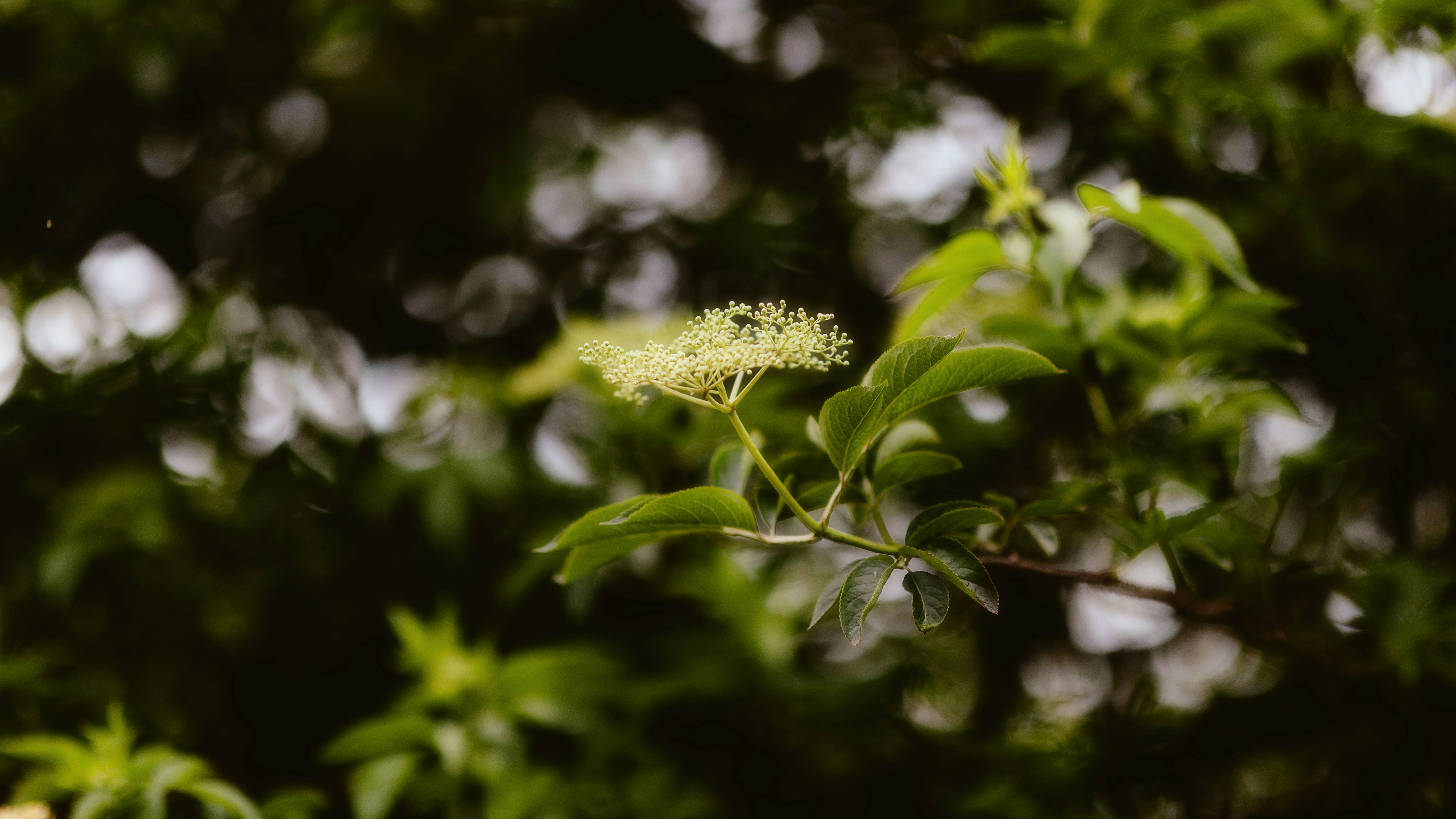 Photo by alingavriliuc