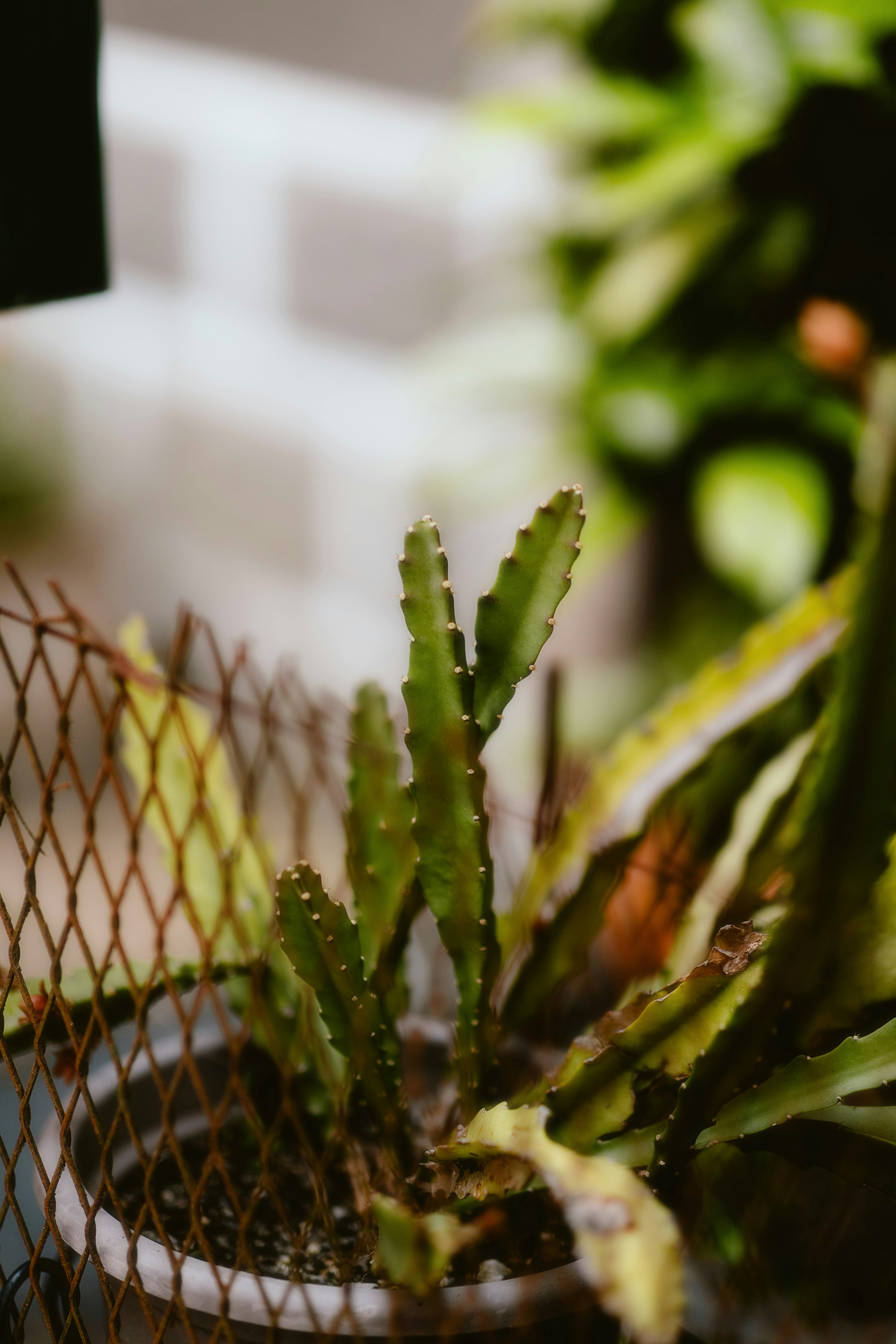 Photo by alingavriliuc