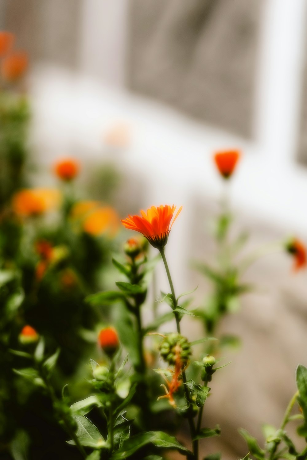주황색 꽃이 있는 식물의 클로즈업