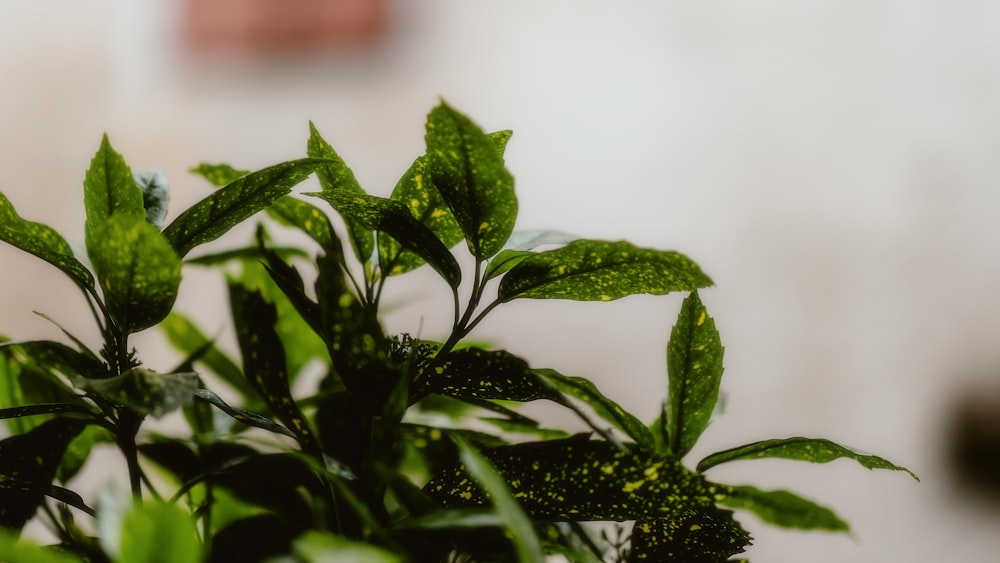 a close up of a plant with green leaves