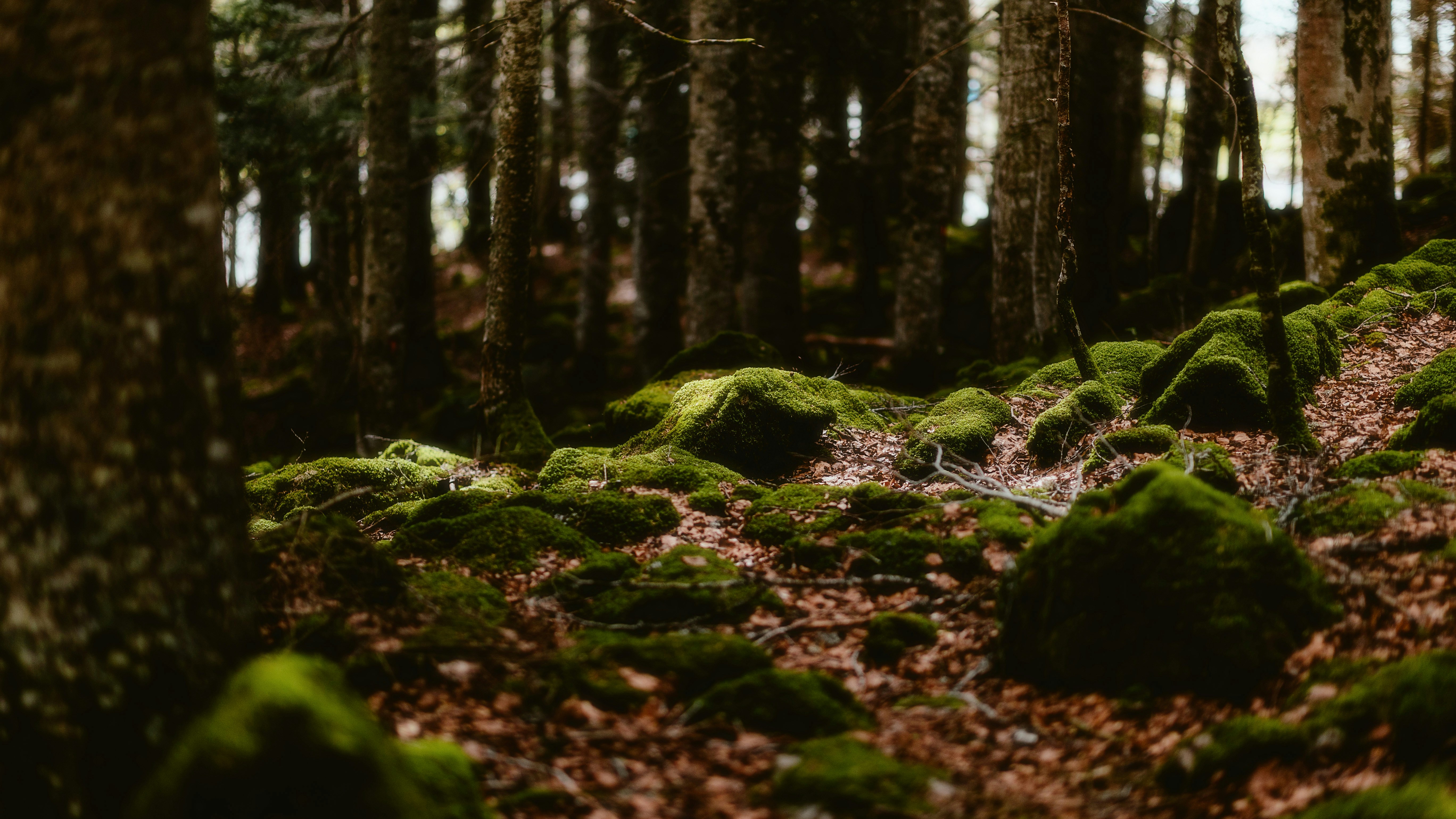 Photo by alingavriliuc