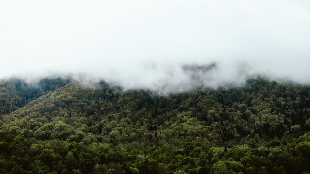 una vista di una montagna coperta di nuvole e alberi
