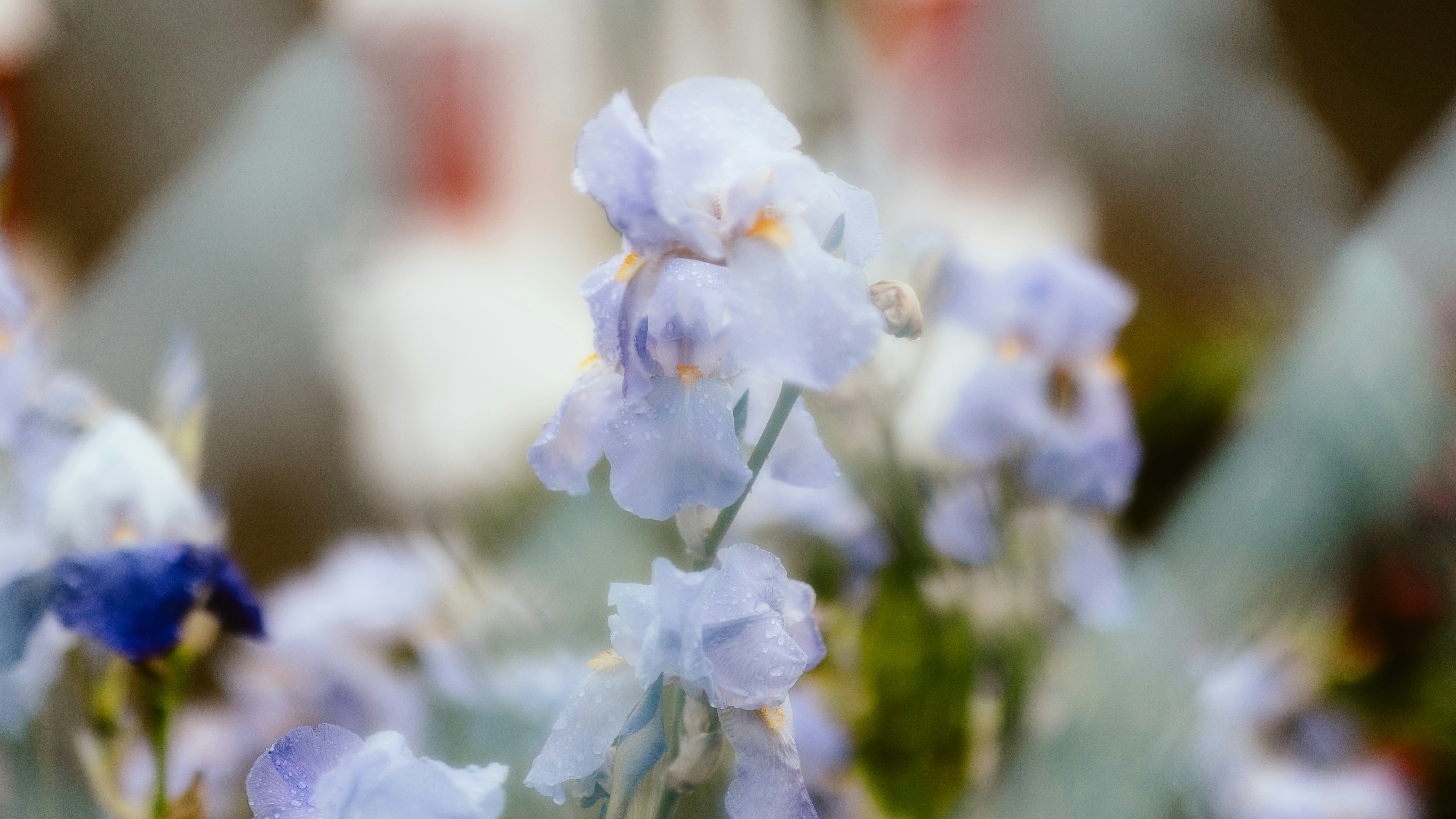 Photo by alingavriliuc