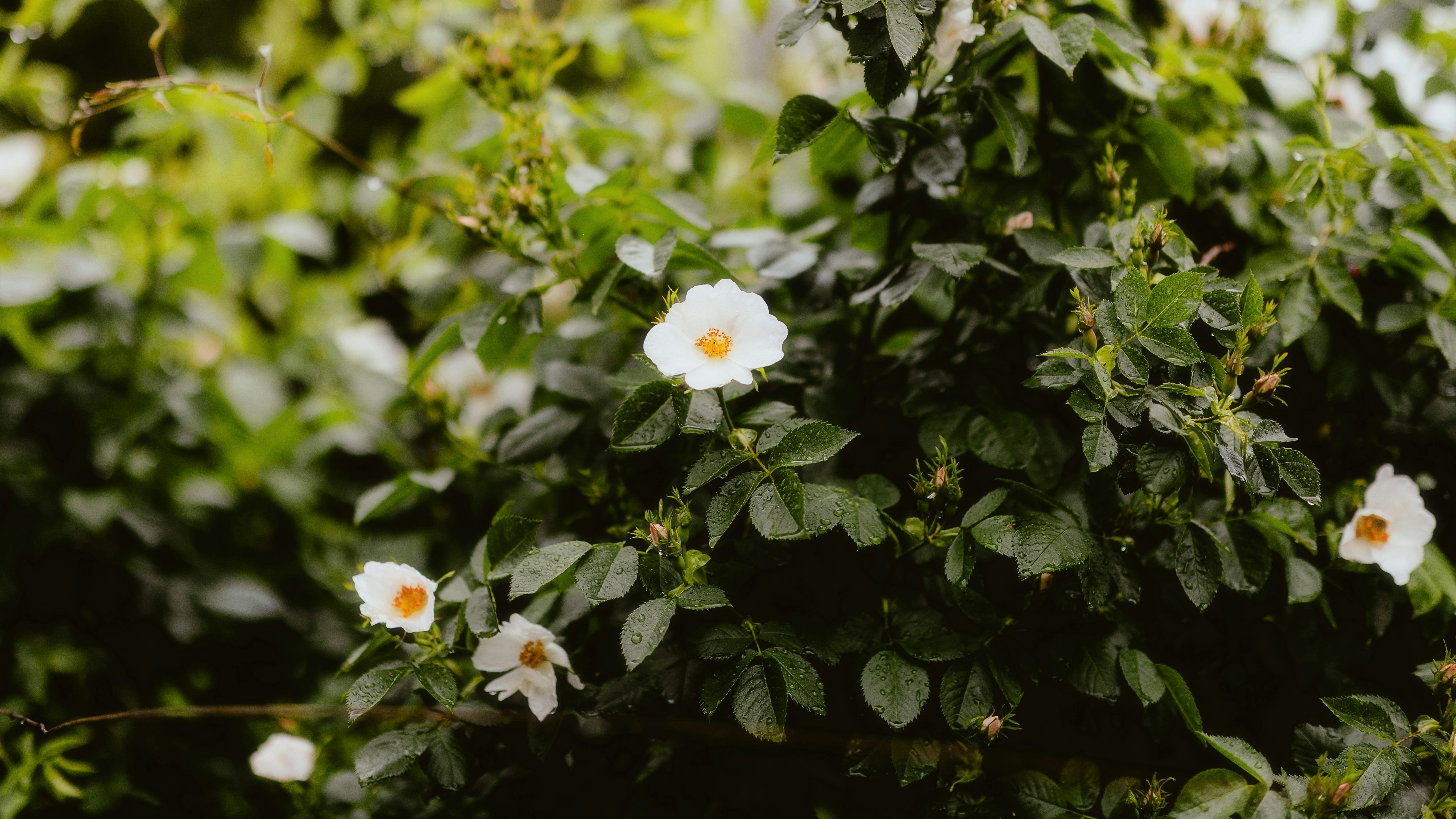 Photo by alingavriliuc